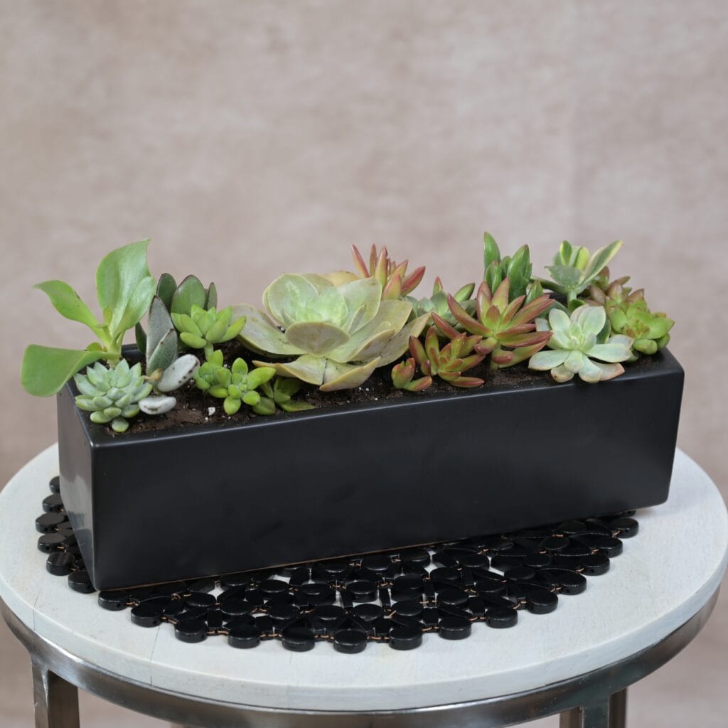 Elegant Succulent Garden in Black Ceramic