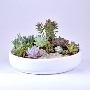 Mojave — Succulents in a 15" White Zen Container