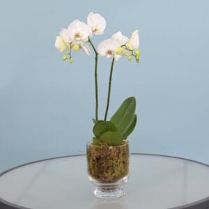 Orchid delight