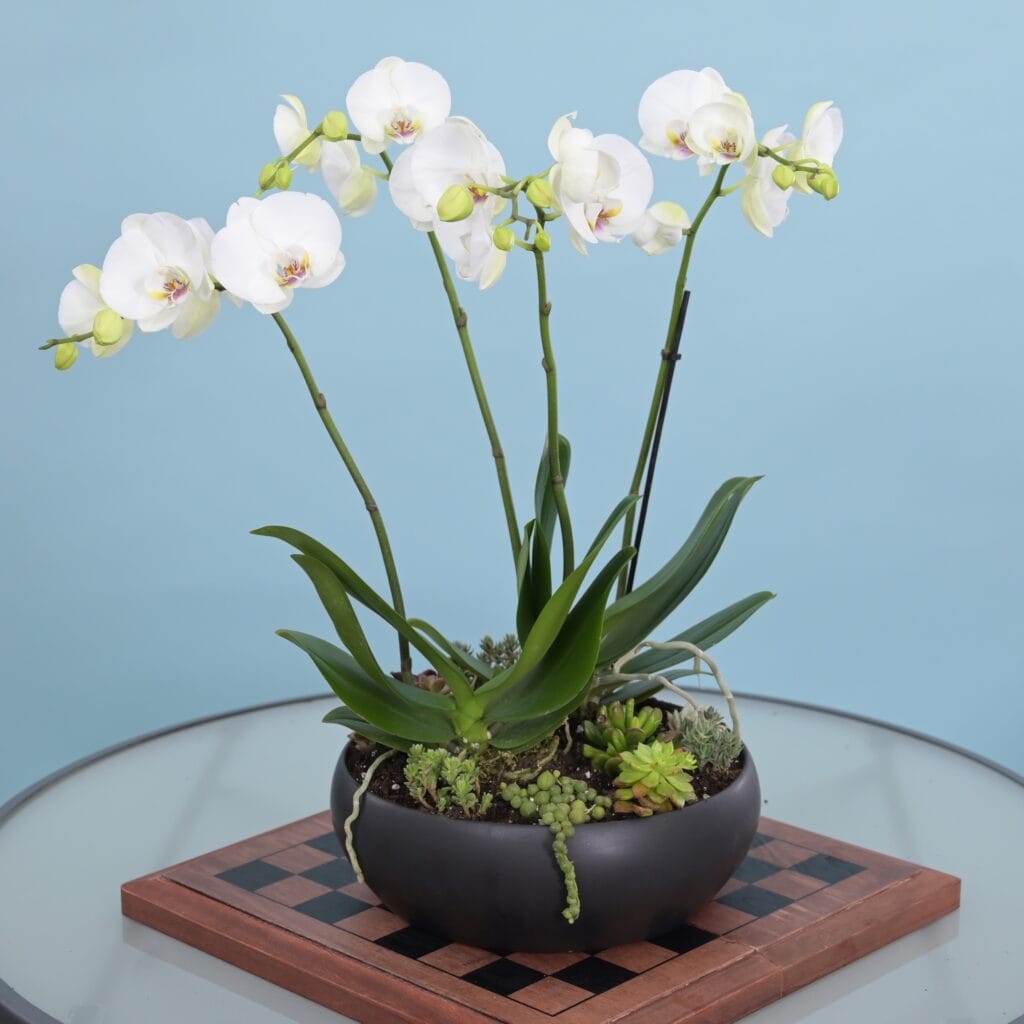 Orchid and Succulents — Black Container