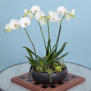 Orchid and Succulents - Black Container