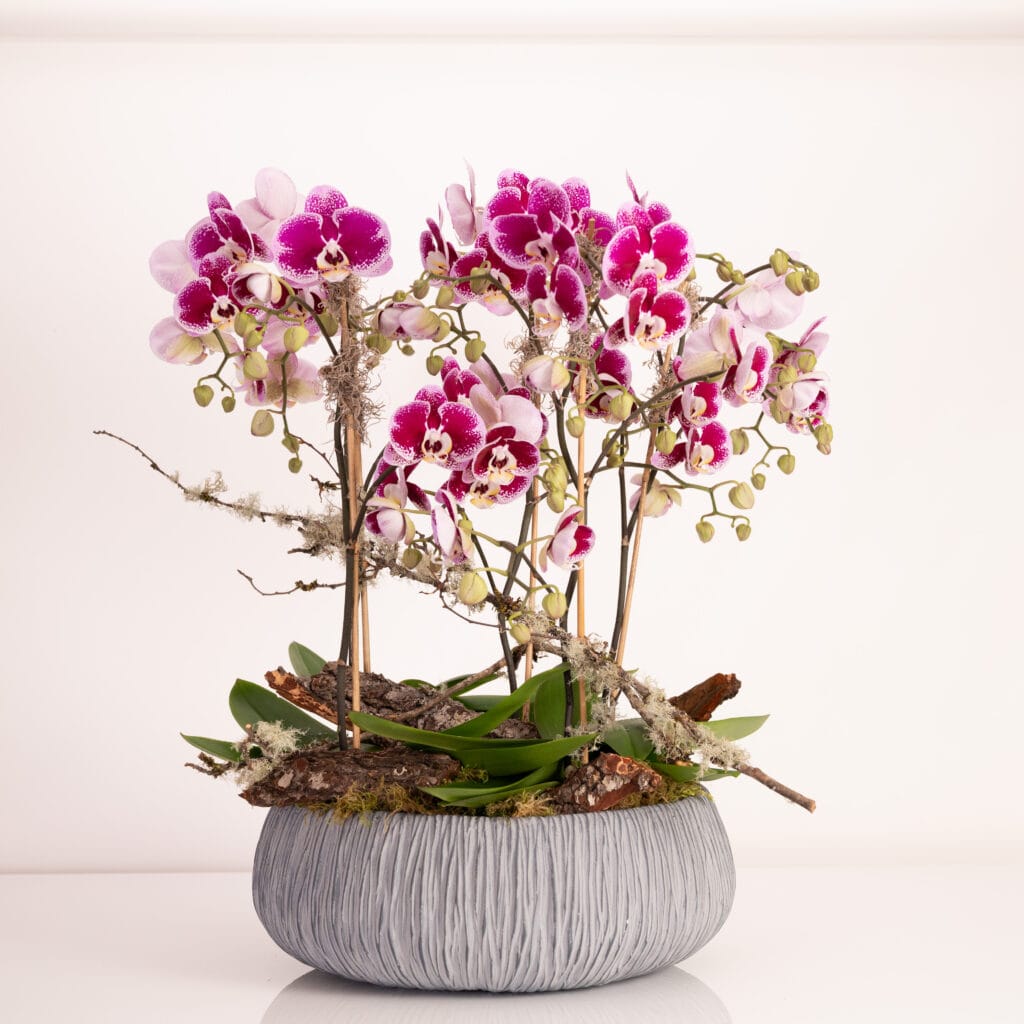 Orchid Forest