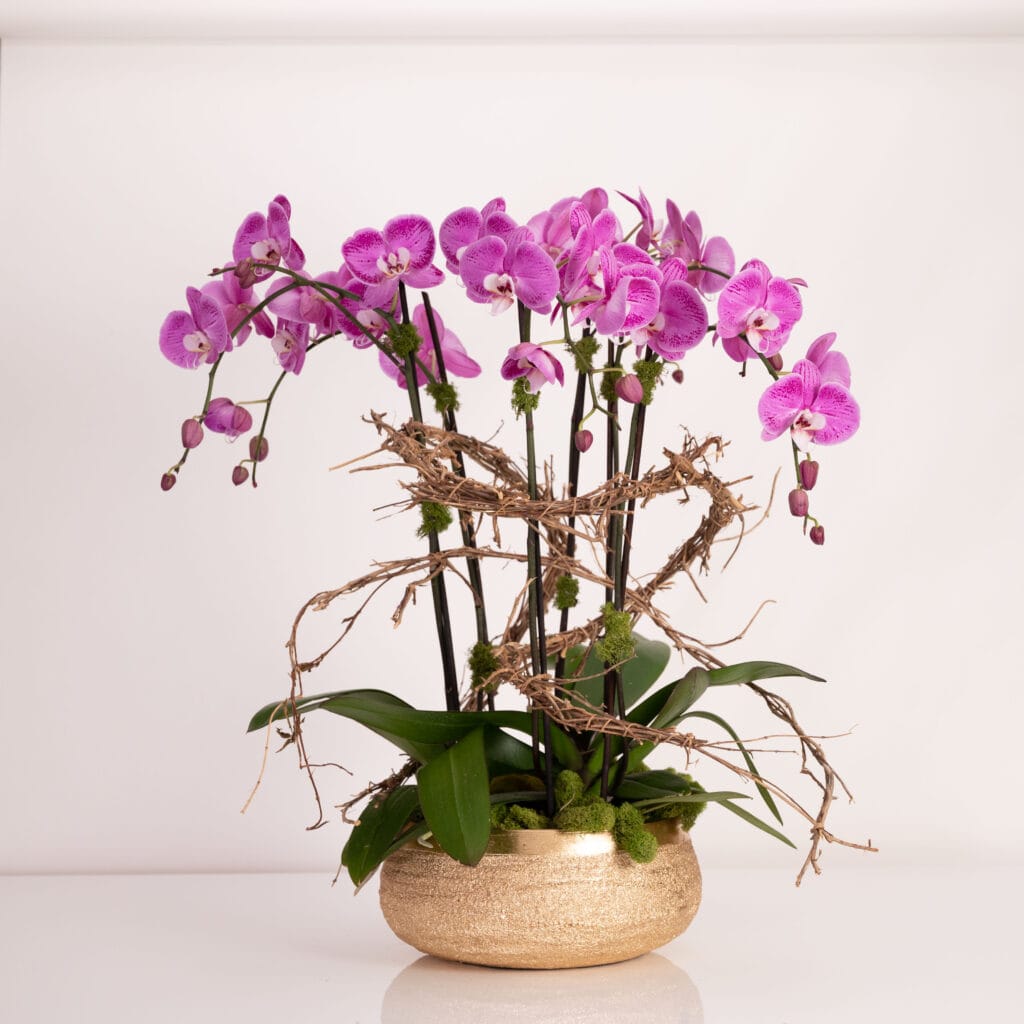 Golden Orchid