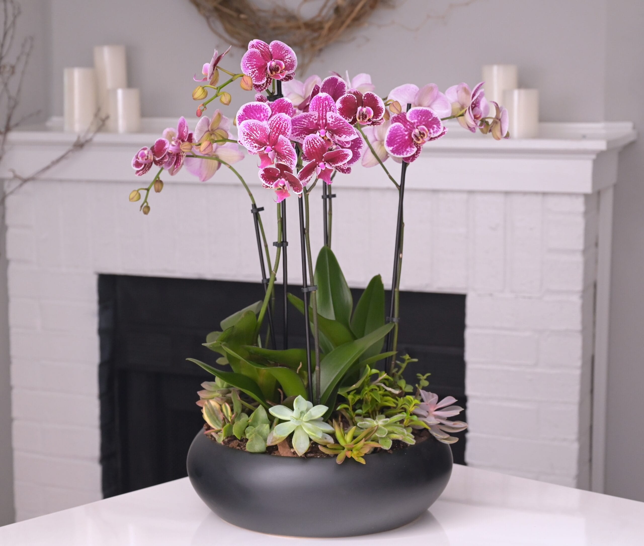 Purple phalaenopsis orchid arrangement with succulents in dark ceramic bowl - orchid Mother's Day gift