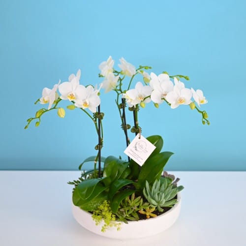 Pastel blue hydrangea and soft pink roses in a garden style arrangement delivered fresh in Cary NC - flower delivery cary nc