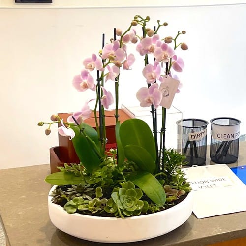 Pink phalaenopsis orchid in a white ceramic bowl with tropical foliage demonstrating proper orchid care and display - orchid care tips