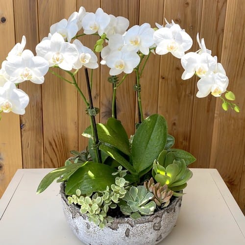 Flowers Walkers Funeral Home - Funeral flower delivery to Walkers Funeral Home in Chapel Hill NC