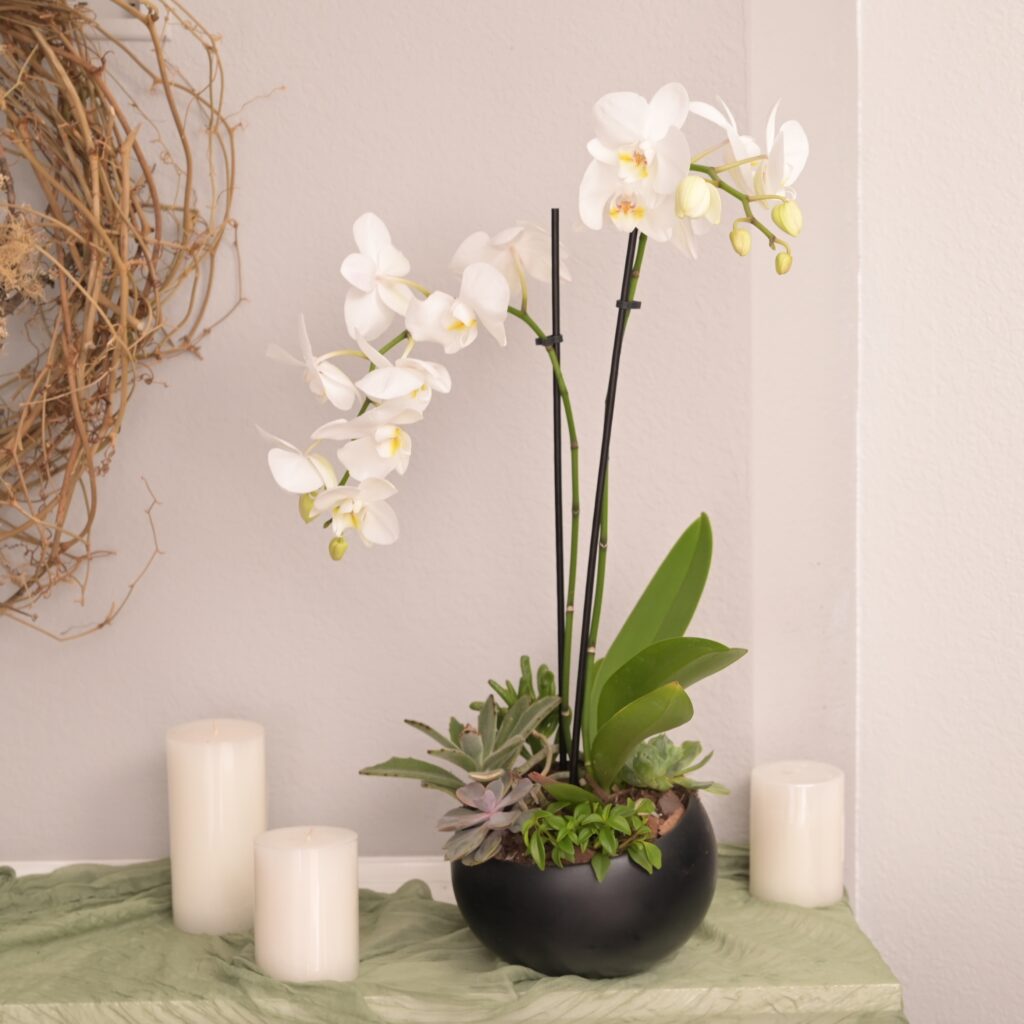 Elegant Orchid